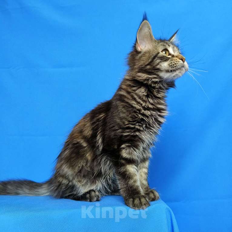 Кошки в Москве: Котёнок Мейн-Кун Девочка Девочка, 45 000 руб. - фото 8