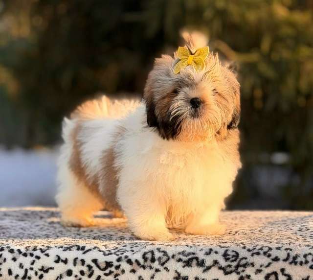 Собаки в Санкт-Петербурге: Ши-тцу мини Девочка, 45 000 руб. - фото 7