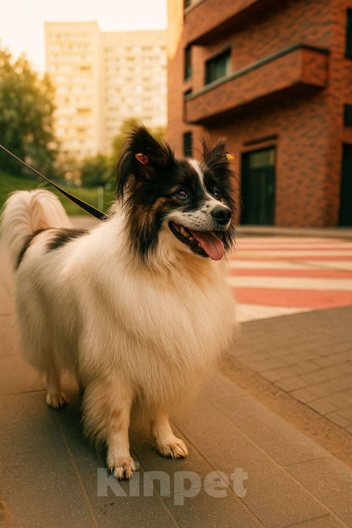 Собаки в Балашихе: Тейлор папильон XXL Мальчик, Бесплатно - фото 1