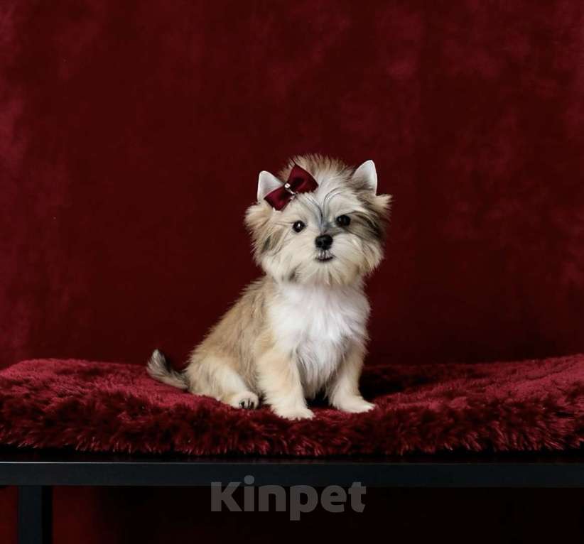 Собаки в Москве: Йорк мини девочка бэби фейс. Голддаст йорк из питомника Девочка, 80 000 руб. - фото 4