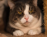 Кошки в Санкт-Петербурге: Кот ищет дом Мальчик, Бесплатно - фото 2