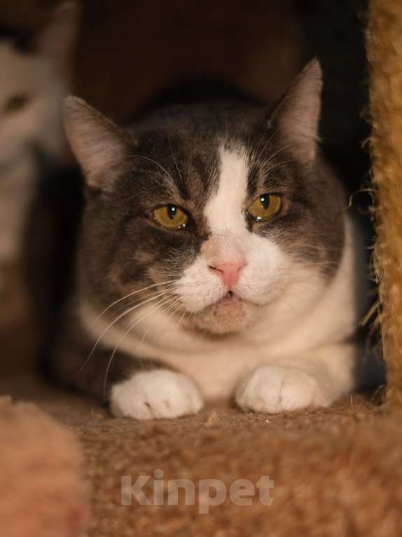 Кошки в Санкт-Петербурге: Кот ищет дом Мальчик, Бесплатно - фото 2