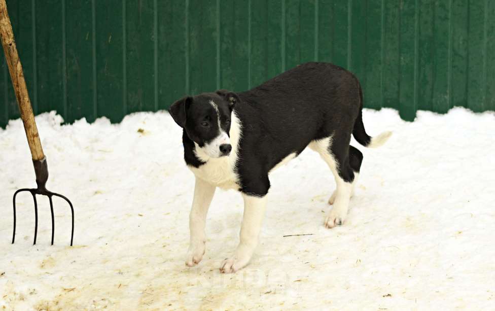 Собаки в Москве: Норд ищет семью Мальчик, Бесплатно - фото 7
