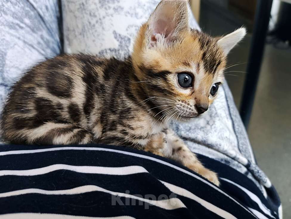 Кошки в Санкт-Петербурге: Бенгальские котята, девочки. Девочка, 20 000 руб. - фото 2