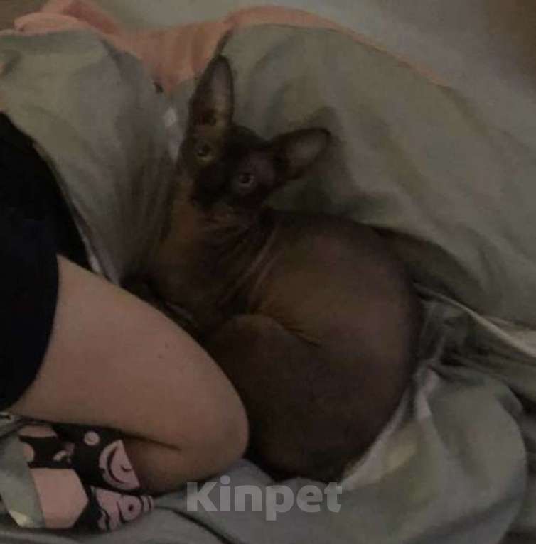 Кошки в Краснодаре: Потерялся любимый кот, вознаграждение  Мальчик, 5 000 руб. - фото 2