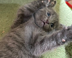Кошки в Санкт-Петербурге: Котенок Соня Девочка, Бесплатно - фото 1