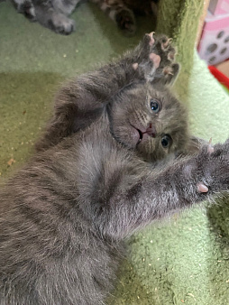 Котенок Соня