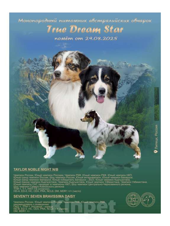 Собаки в Липецке: Австралийская овчарка Девочка, 90 000 руб. - фото 6