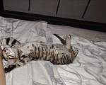 Кошки в Перми: Котенок ищет дом  Девочка, Бесплатно - фото 1