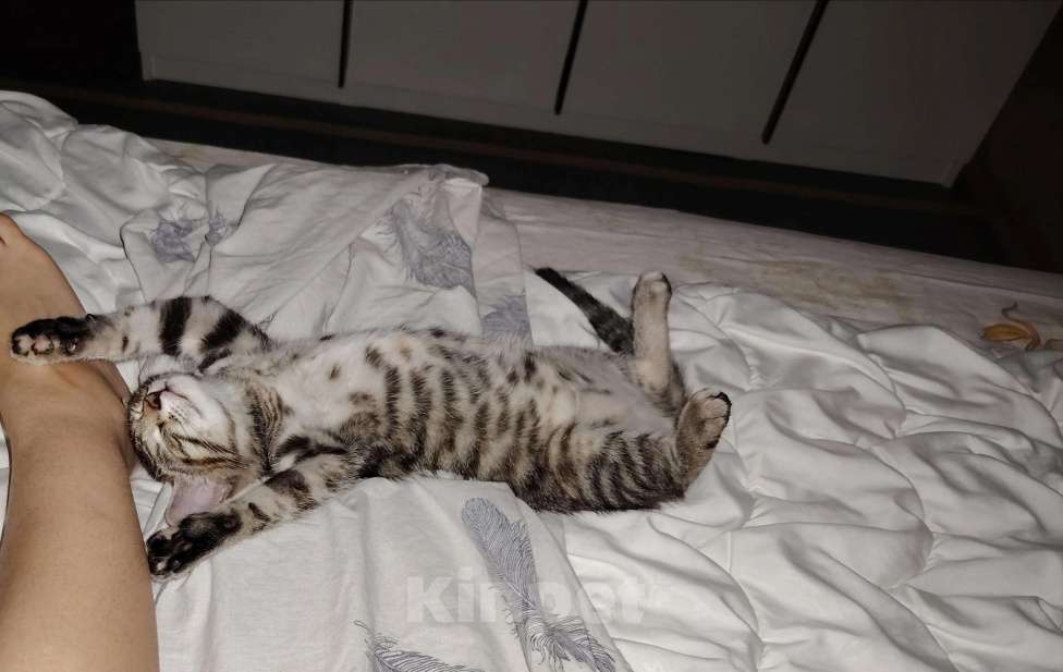 Кошки в Перми: Котенок ищет дом  Девочка, Бесплатно - фото 1