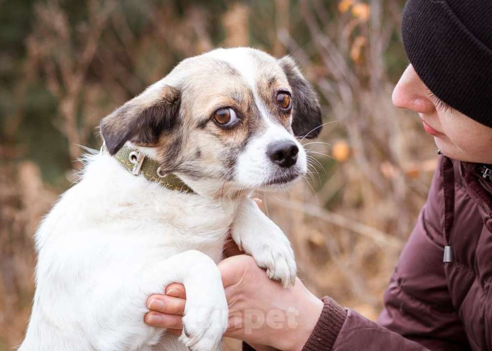 Собаки в Москве: Нюша, 6 лет, вес 7 кг в добрые руки Девочка, Бесплатно - фото 3