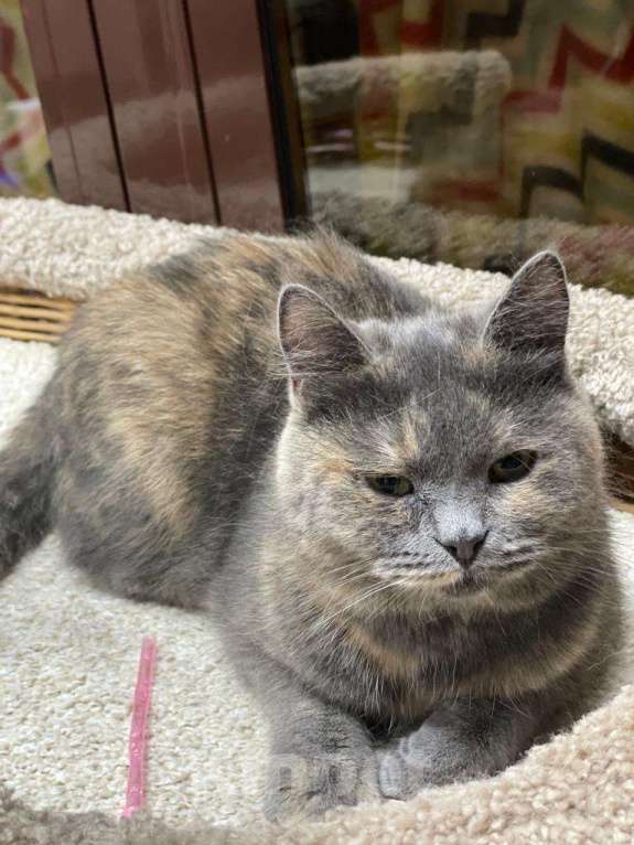 Кошки в Москве: Невероятно плюшевая кошь Девочка, Бесплатно - фото 4