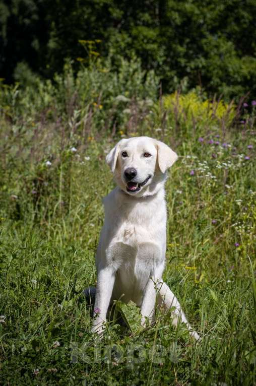 Собаки в Москве: Ему не место в приюте. Метис лабрадора Мальчик, Бесплатно - фото 3