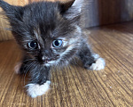 Кошки в Рязани: Котята Девочка, Бесплатно - фото 2