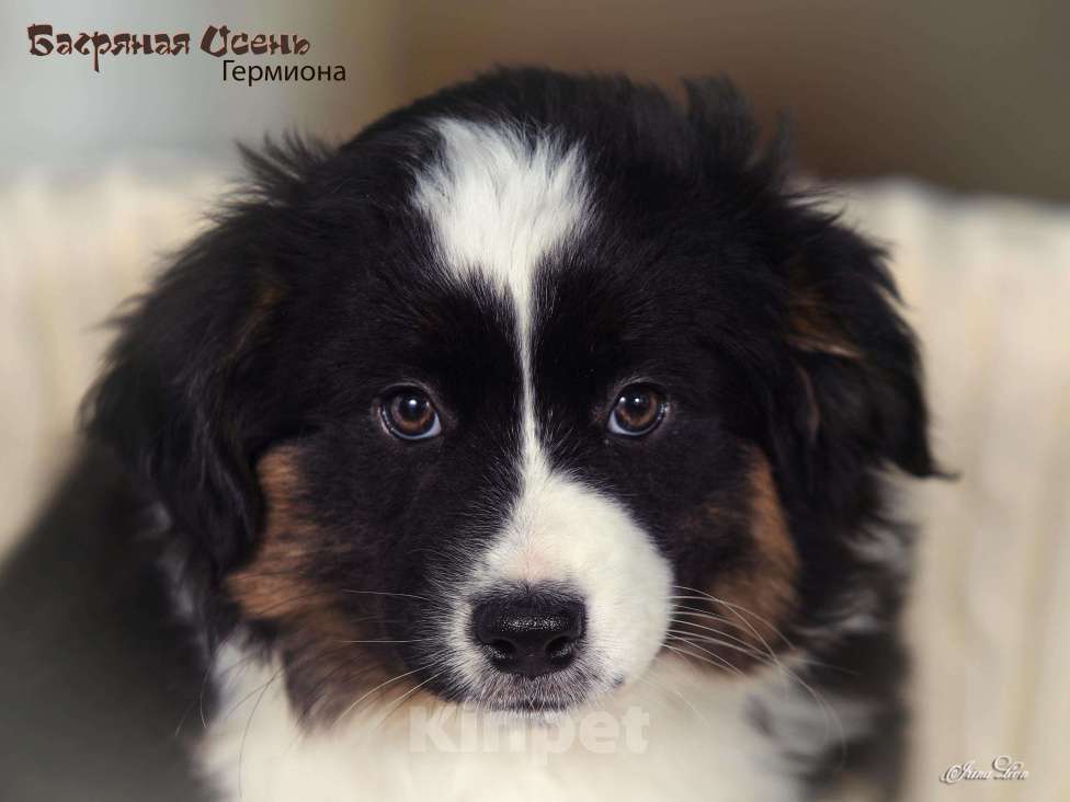 Собаки в других городах Московской области: Продается девочка миниаусси Девочка, 60 000 руб. - фото 4