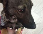 Собаки в Перми: Умка Девочка, 10 руб. - фото 1