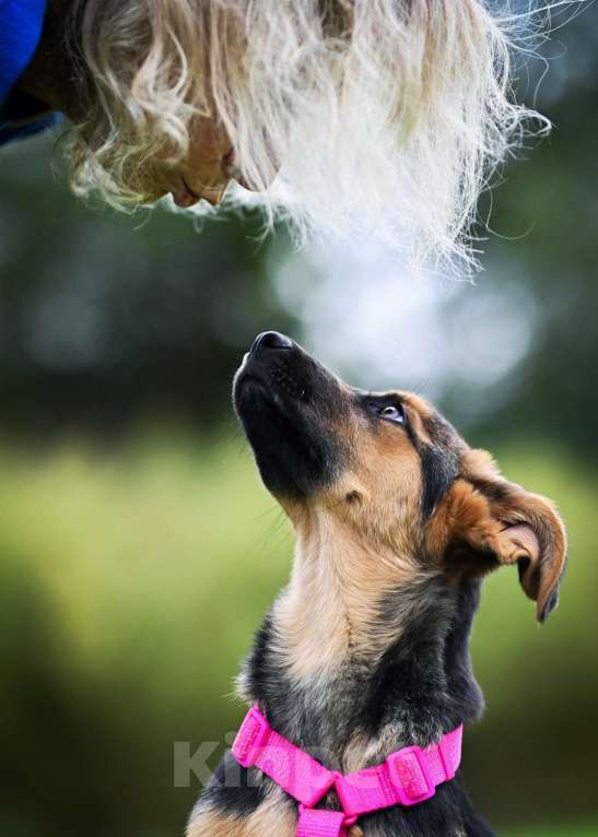 Собаки в других городах Московской области: Чудо с бархатными ушками:) Девочка, Бесплатно - фото 6