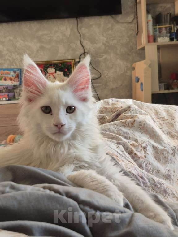 Кошки в Подольске: Белоснежное чудо, принесет в длм Счастье и Благополучие! Котенок мальчик добрый и очень умный. Мальчик, 15 000 руб. - фото 1