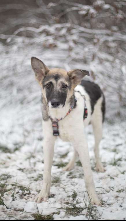 Собаки в Москве: Френд, кудрявый малыш Мальчик, Бесплатно - фото 2