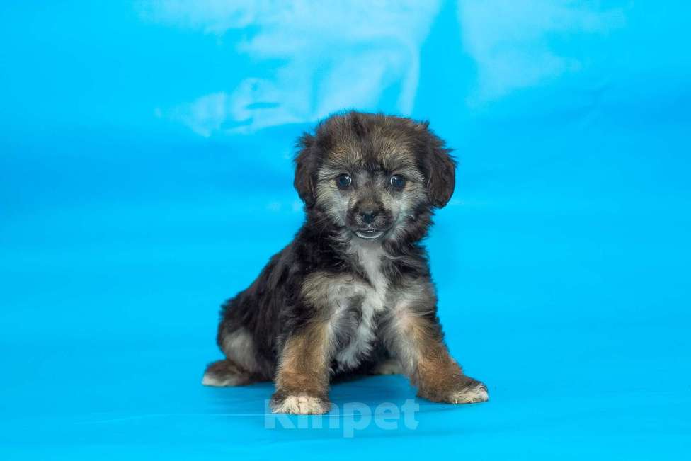 Собаки в Раменском: пуховая девочка мини Девочка, 20 000 руб. - фото 1