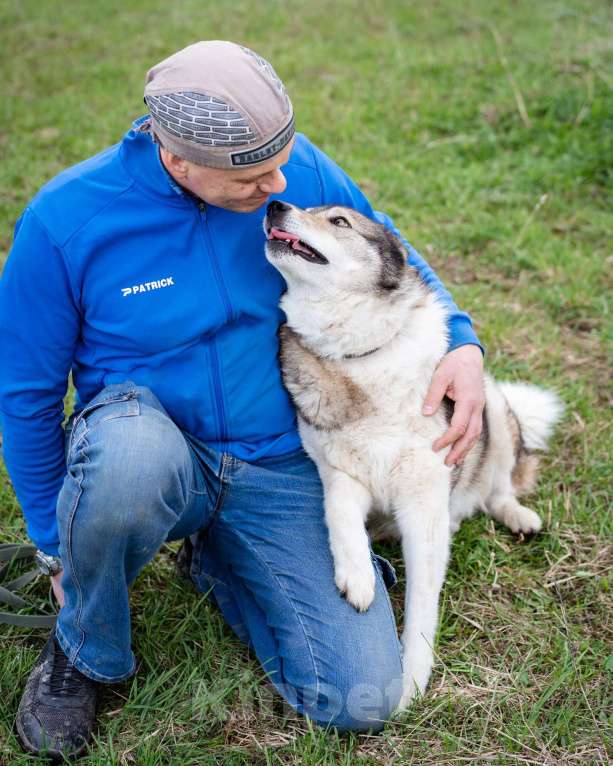 Собаки в Москве: Весёлый, активный породистый Лайк оказался в приюте и ждёт свою семью Мальчик, Бесплатно - фото 7