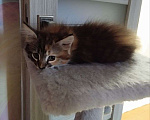 Кошки в Барнауле: Котята в добрые руки Девочка, Бесплатно - фото 1