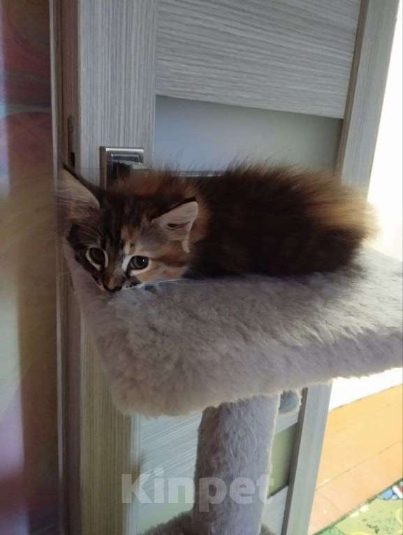 Кошки в Барнауле: Котята в добрые руки Девочка, Бесплатно - фото 1