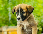 Собаки в Подольске: Щенок Бэлла Девочка, Бесплатно - фото 1