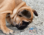 Собаки в Приморско-Ахтарске: Палевая девочка французского бульдога Девочка, 65 000 руб. - фото 2