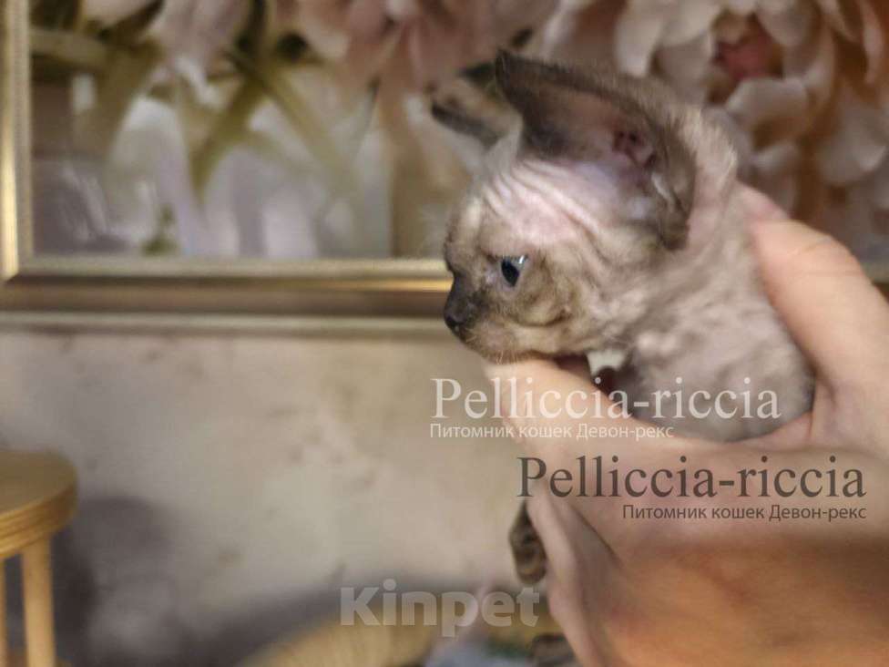 Кошки в Москве: девон-рекс котенок Мальчик, 120 000 руб. - фото 2