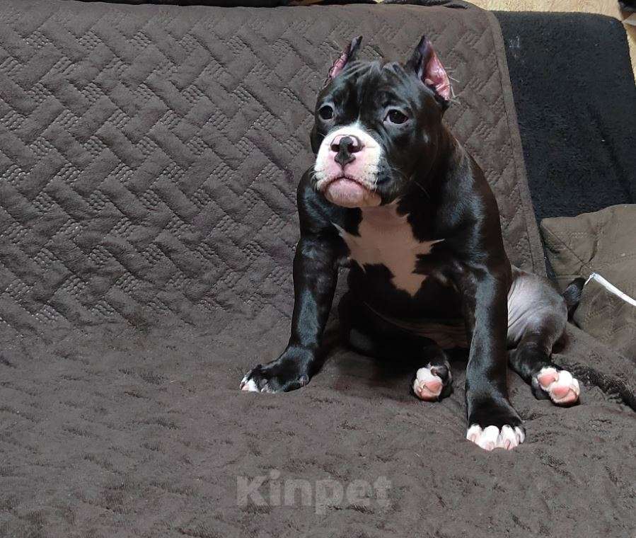 Собаки в Миассе: Щенок Американского булли в типе покет Девочка, 65 000 руб. - фото 6