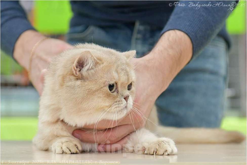 Кошки в Воронеже: Лиловая золотая шиншилла мальчик  Мальчик, 60 000 руб. - фото 1