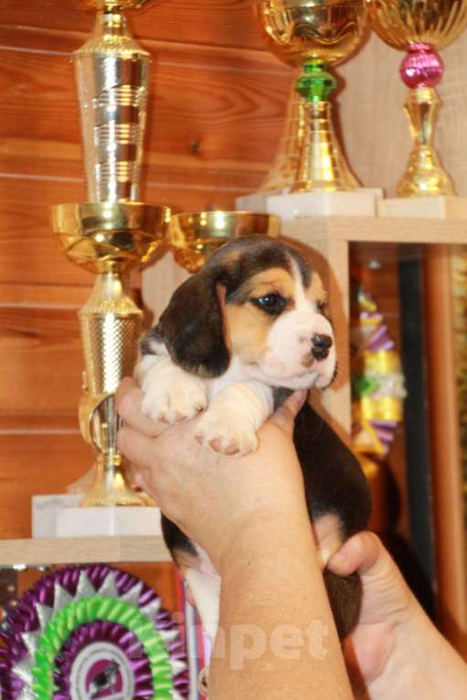 Собаки в Москве: щенки бигля из питомника  45-70тыс Мальчик, 60 000 руб. - фото 7