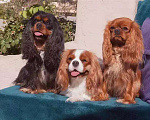 Собаки в Твери: Девочки и мальчики ккчс Мальчик, 50 009 руб. - фото 4