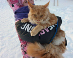 Кошки в Кулебаках: Мейн Кун, Котенок, красный солид, 15 000 руб. - фото 5