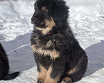 Собаки в других городах Московской области: Щенок банхара Девочка, Бесплатно - фото 1