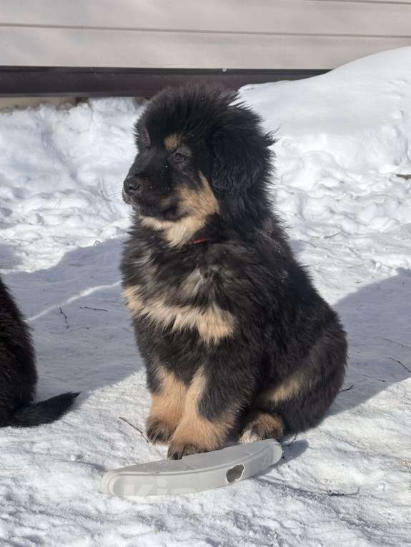 Собаки в других городах Московской области: Щенок банхара Девочка, Бесплатно - фото 1