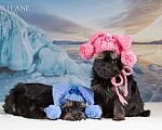 Собаки в Санкт-Петербурге: Лори-Лэйн Катруся Девочка, 100 000 руб. - фото 3