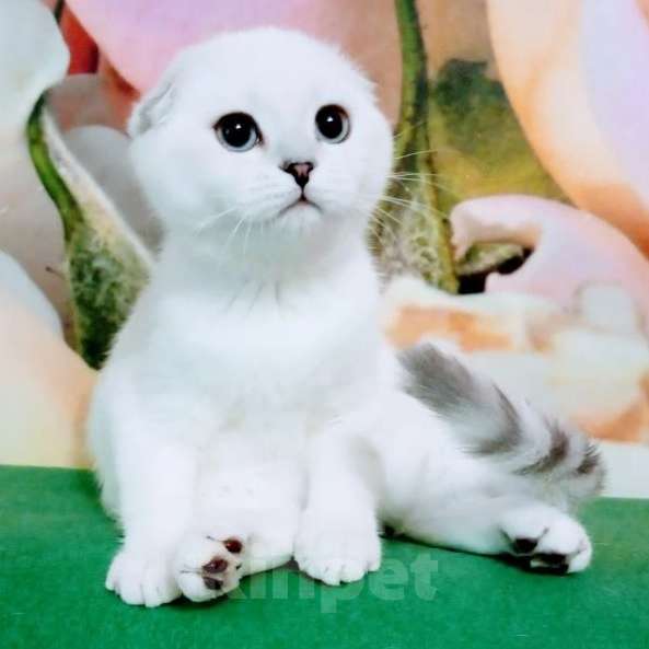 Кошки в Миассе: Princess Silver Dew Девочка, 60 000 руб. - фото 1