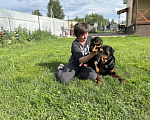 Собаки в Пушкино: Щенок шоу класса  Мальчик, 40 000 руб. - фото 7