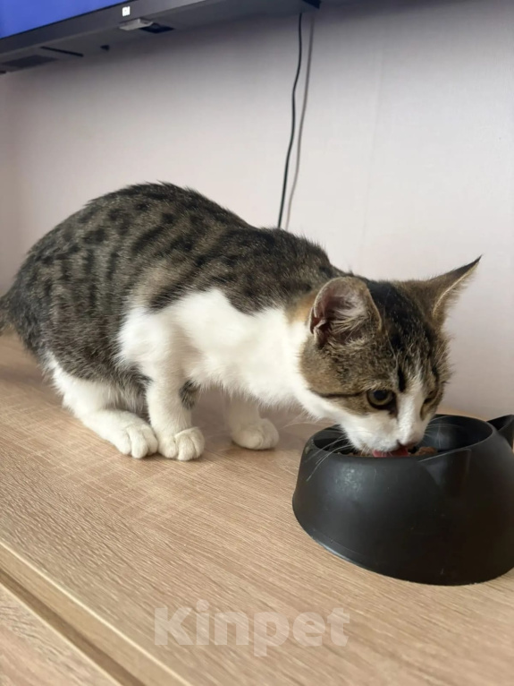 Кошки в других городах Московской области: Ласковый котёнок 3,5 месяца ищет дом (самая добрая девочка) Девочка, Бесплатно - фото 5