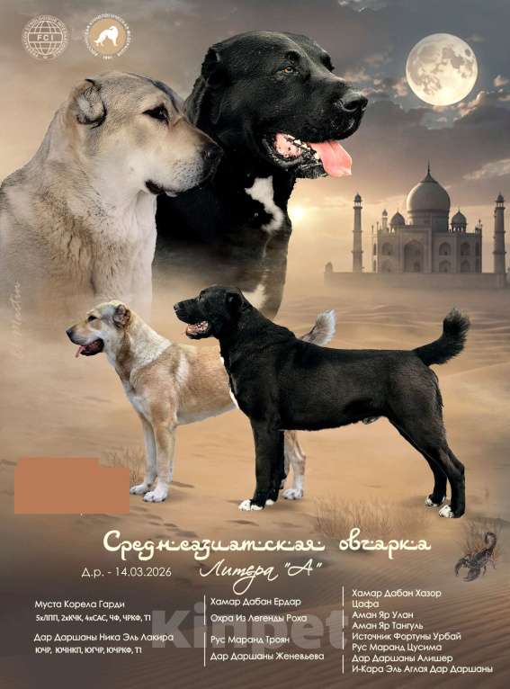Собаки в Екатеринбурге: Среднеазиатская овчарка (алабай) Девочка, 40 000 руб. - фото 9