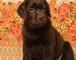 Собаки в Санкт-Петербурге: Шоколадный щенок лабрадора Мальчик, 80 000 руб. - фото 2