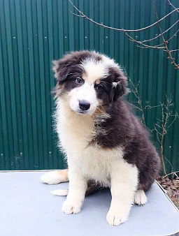 Щенок аусси, австралийская овчарка 