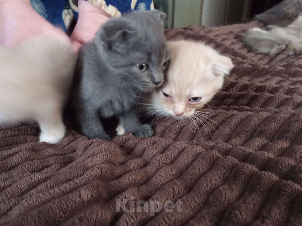 Кошки в Нелидово: Вислоухая цвет золотистый Мальчик, 3 800 руб. - фото 2