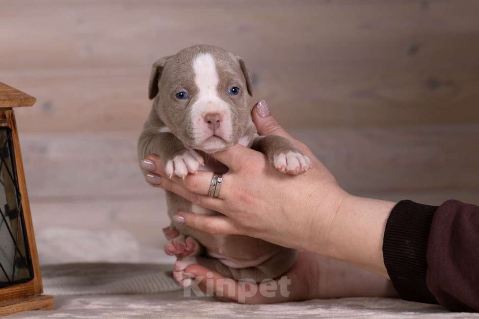 Собаки в Королеве: Американский булли Девочка, 180 000 руб. - фото 9