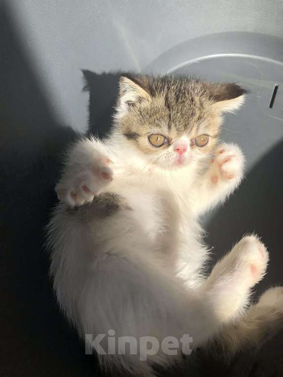 Кошки в Бердске: Три котика экзотика готовы к переезду Мальчик, 10 000 руб. - фото 4