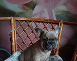 Собаки в Москве: Милый мальчик французский бульдог  Мальчик, 55 000 руб. - фото 2