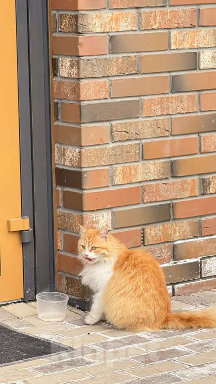 Кошки в Казани: Найдена рыжая кошечка Девочка, Бесплатно - фото 2