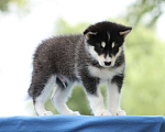 Собаки в Твери: Мальчик Аляскинский маламут  Мальчик, Бесплатно - фото 6